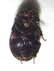 Hybosorinae