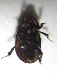Hybosorinae
