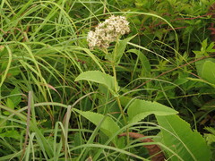 Parthenium hispidum