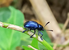 Platycorynus peregrinus