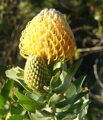 Leucospermum × hybridum