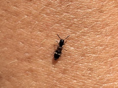 Tilloidea unifasciata