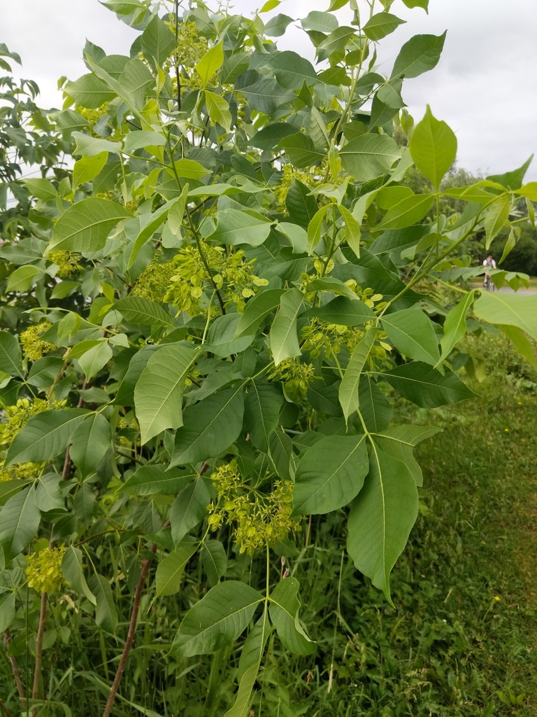 Ptelea trifoliata, Ottawa, ON K2C 3R6, Canada