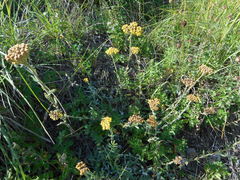 Achillea tomentosa