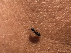 Tilloidea unifasciata