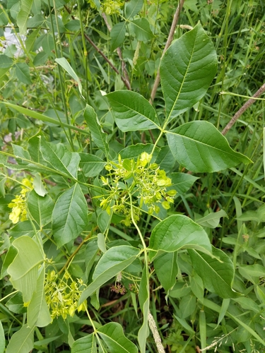 Ptelea trifoliata