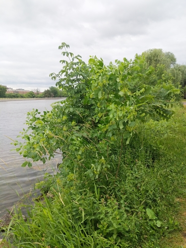 Ptelea trifoliata