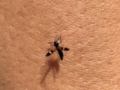 Tilloidea unifasciata