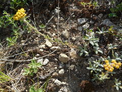 Achillea tomentosa