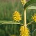 Tufted Loosestrife - Photo (c) Alexander Baransky, some rights reserved (CC BY-NC), uploaded by Alexander Baransky