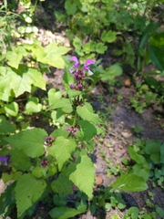 Lamium maculatum