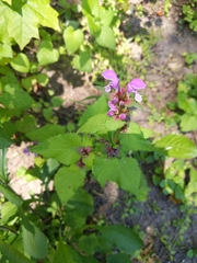 Lamium maculatum
