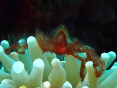 Achaeus japonicus