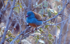 Uraeginthus cyanocephalus