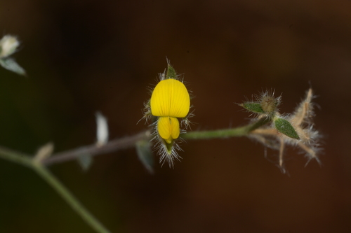 Crotalaria orixensis