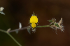 Crotalaria orixensis