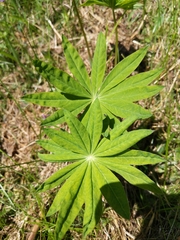 Lupinus polyphyllus