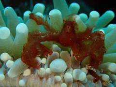 Achaeus japonicus
