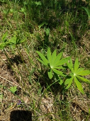 Lupinus polyphyllus