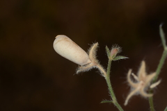 Crotalaria orixensis