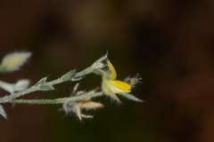 Crotalaria orixensis