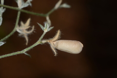 Crotalaria orixensis