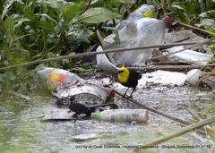 Chrysomus icterocephalus bogotensis