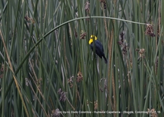 Chrysomus icterocephalus bogotensis