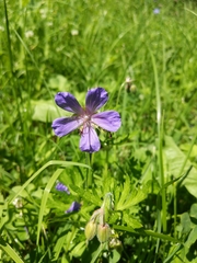 Geranium pratense