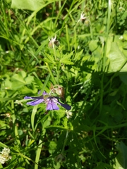 Geranium pratense