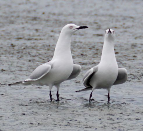 Black-Billed Gull