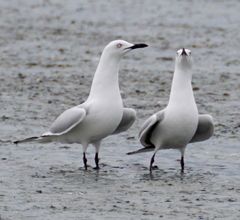 Black-Billed Gull photo 1