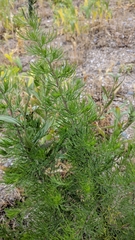 Artemisia arenaria
