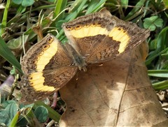 Junonia elgiva
