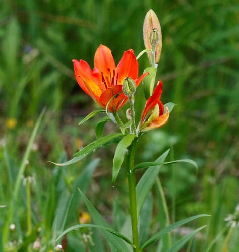 Siberian Lily