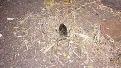 Lethocerus patruelis