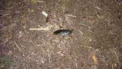 Lethocerus patruelis