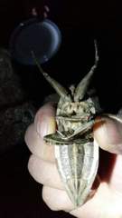 Lethocerus patruelis