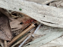 Harpegnathos saltator