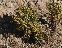 Amblyopappus pusillus