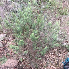Westringia amabilis