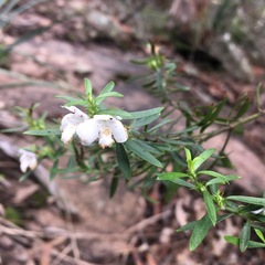Westringia amabilis