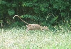 Cricetomys gambianus