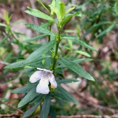 Westringia amabilis