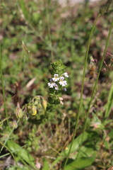 Euphrasia pectinata