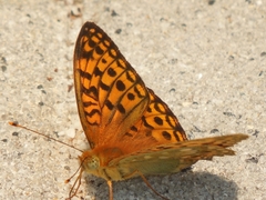 Argynnis xipe