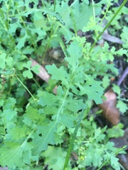 Cineraria lyratiformis