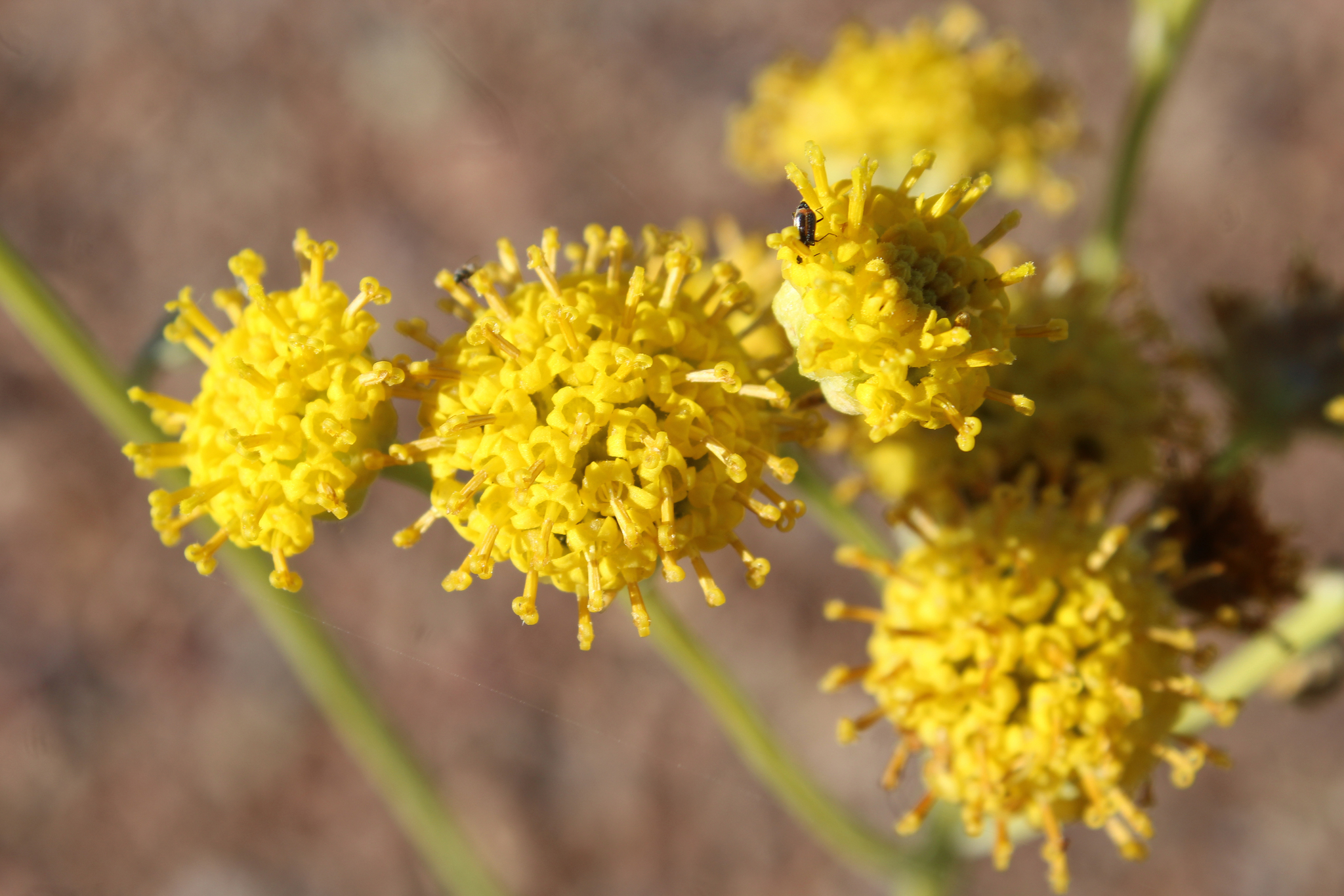 Hymenopappus flavescens var. canotomentosus