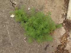 Leucospora multifida