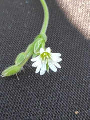 Cerastium holosteoides